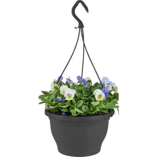 Foto van Hang violen op witte achtergrond