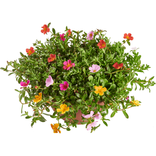 Foto van Portulaca p17 op witte achtergrond