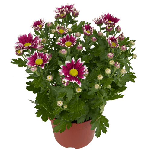 Foto van Bloemen Chrysant Potmaat 12 cm op witte achtergrond