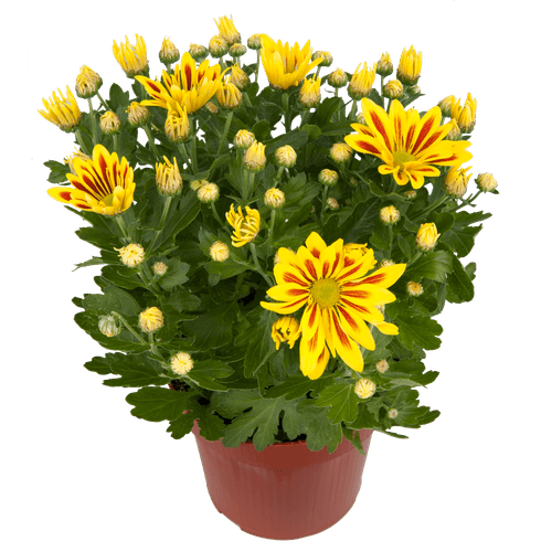 Foto van Bloemen Chrysant Potmaat 12 cm op witte achtergrond
