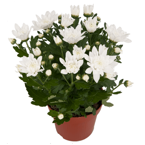 Foto van Bloemen Chrysant Potmaat 12 cm op witte achtergrond