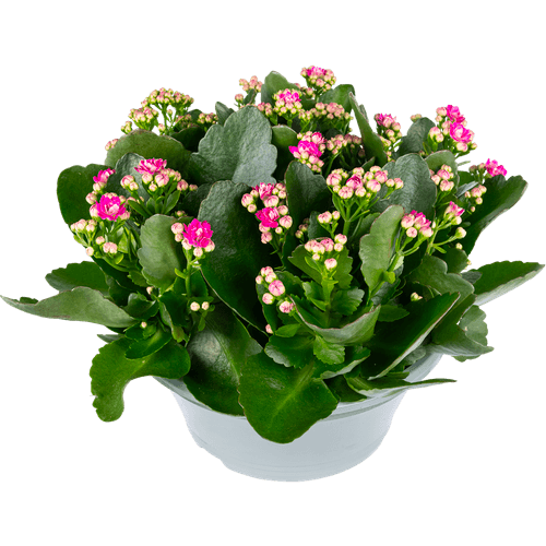 Foto van Bloemen Kalanchoe schaal op witte achtergrond