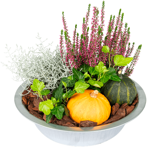 Foto van Herfstschaalarrangement in zinken schaal op witte achtergrond