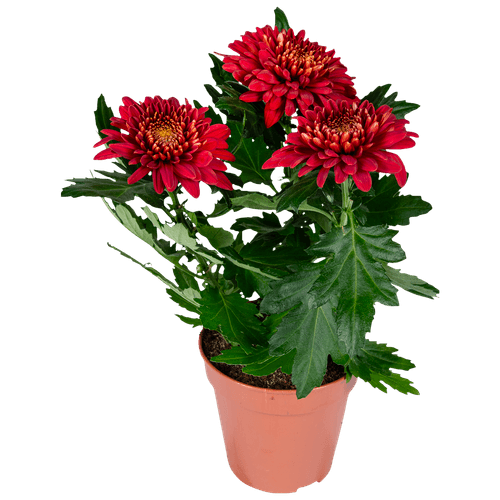 Foto van DekaMarkt Chrysant pot pluis op witte achtergrond
