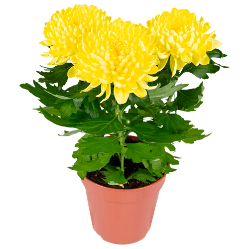 Foto van DekaMarkt Chrysant pot pluis op witte achtergrond