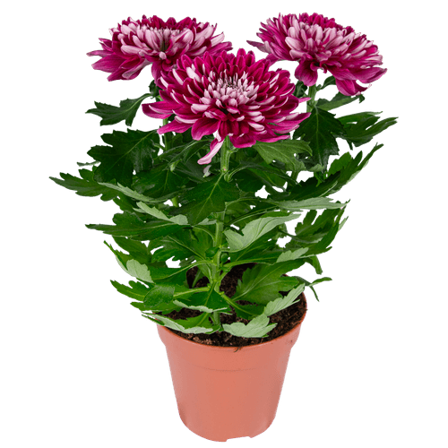 Foto van DekaMarkt Chrysant pot pluis op witte achtergrond