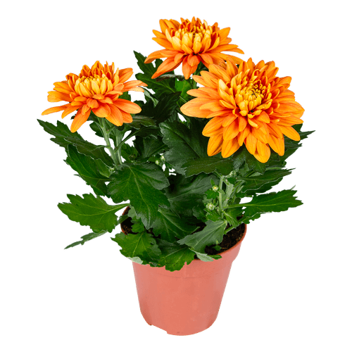Foto van DekaMarkt Chrysant pot pluis op witte achtergrond