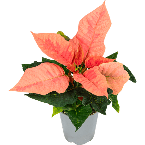 Foto van Bloemen Kerstster op witte achtergrond