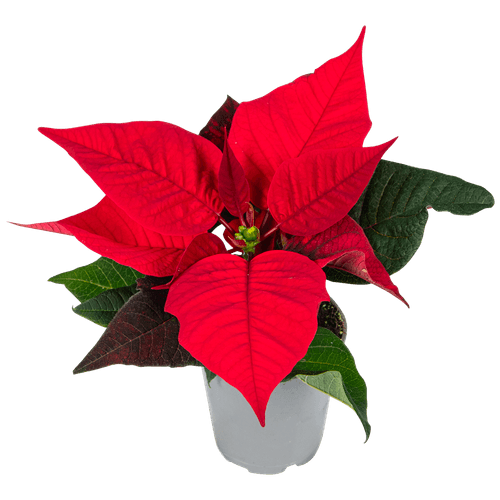 Foto van Bloemen Kerstster op witte achtergrond