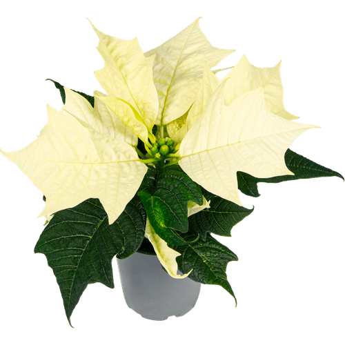 Foto van Bloemen Kerstster op witte achtergrond