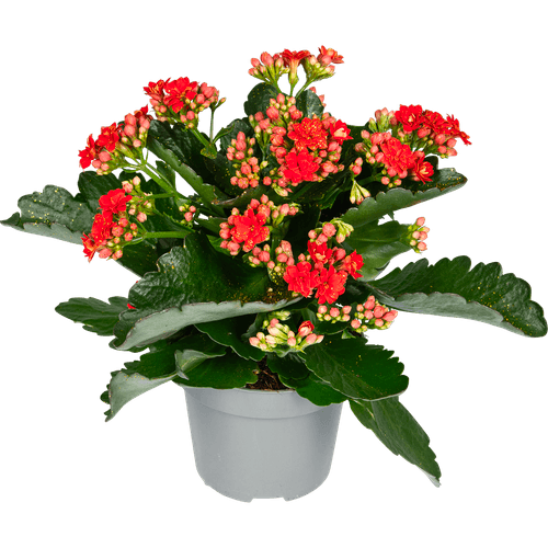 Foto van DekaMarkt Glitter kalanchoe op witte achtergrond