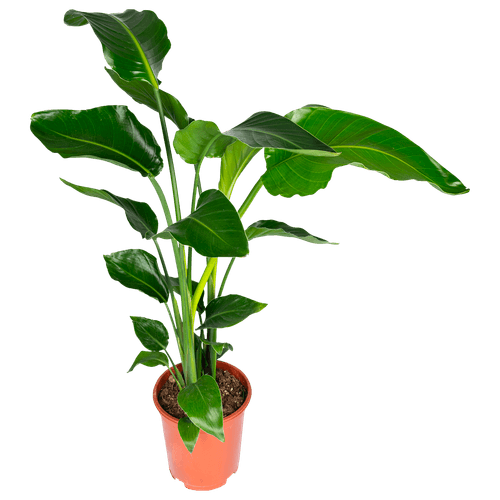 Foto van DekaMarkt Strelitzia op witte achtergrond
