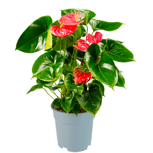 Foto van DekaMarkt Anthurium op witte achtergrond