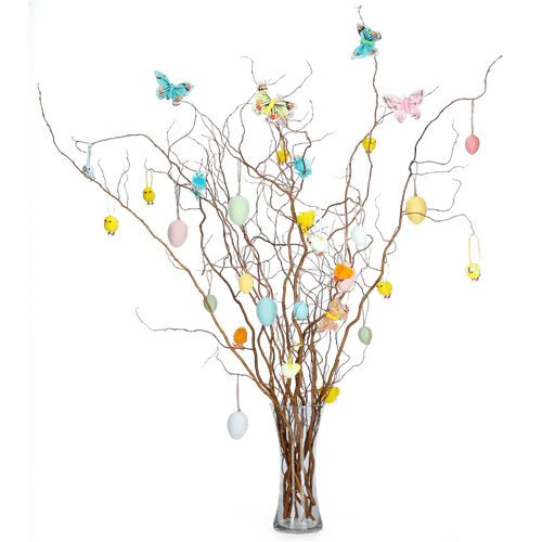 Foto van Salix kronkelwilg op witte achtergrond