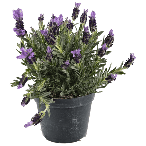 Foto van DekaMarkt Lavendel (stoechas) op witte achtergrond