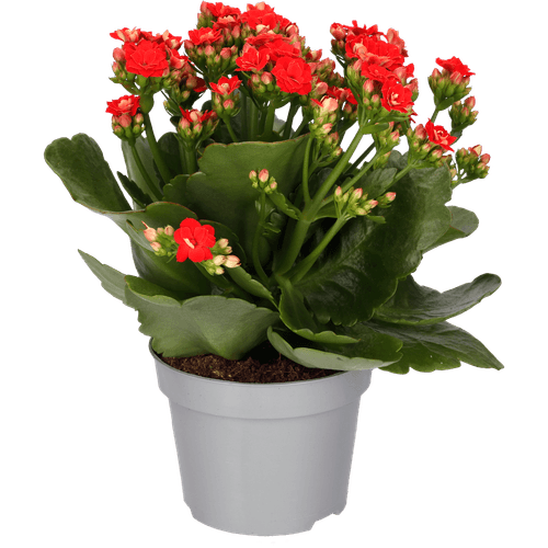 Foto van Bloemen Kalanchoe op witte achtergrond