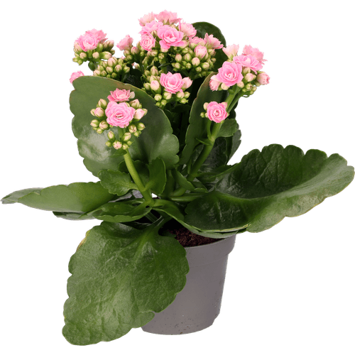 Foto van Bloemen Kalanchoe op witte achtergrond