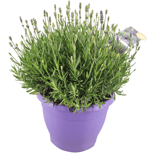 Foto van DekaMarkt Lavendel in terraspot op witte achtergrond