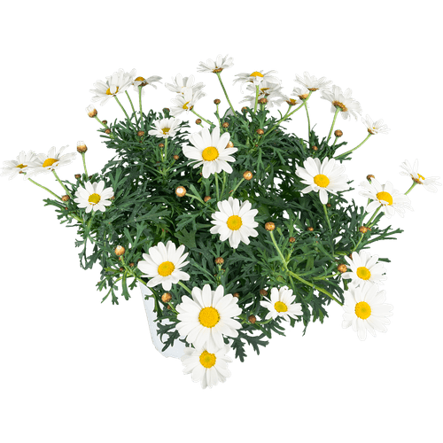 Foto van DekaMarkt Struikmargriet op witte achtergrond