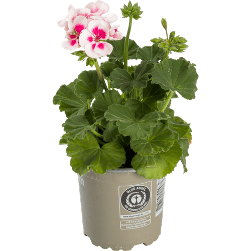 Foto van DekaMarkt Geranium op witte achtergrond