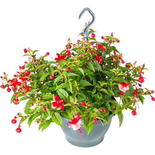 Foto van Fuchsia hang op witte achtergrond