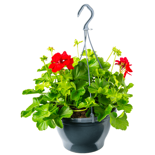 Foto van DekaMarkt Petunia hang op witte achtergrond