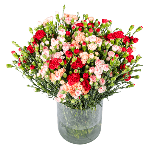 Foto van Bloemen Trosanjer 10 stelen op witte achtergrond