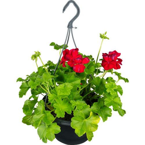 Foto van DekaMarkt Petunia hang op witte achtergrond