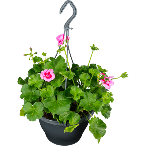 Foto van DekaMarkt Petunia hang op witte achtergrond