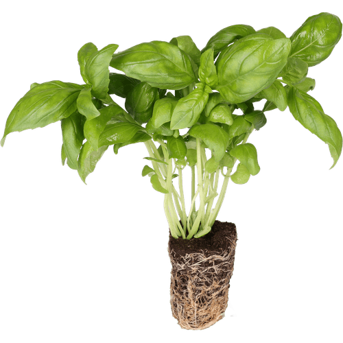 Foto van Buijsman Basilicum met kluit op witte achtergrond