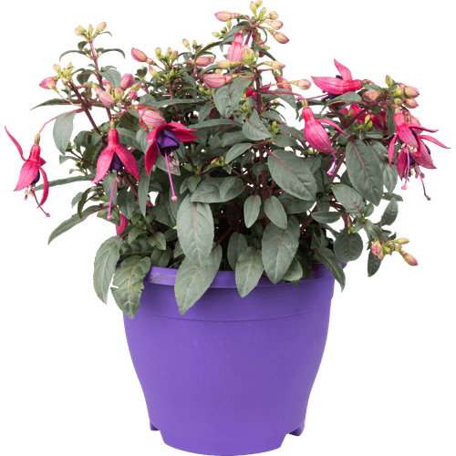 Foto van Fuchsia in terraspot potmaat 19 cm op witte achtergrond