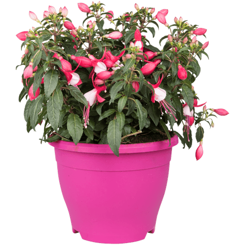 Foto van Fuchsia in terraspot potmaat 19 cm op witte achtergrond