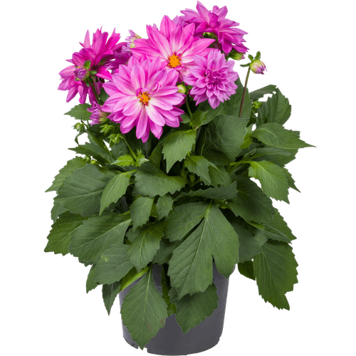 Foto van Dahlia xxl op witte achtergrond