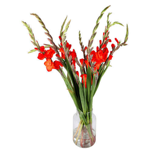 Foto van Bloemen Gladiool op witte achtergrond