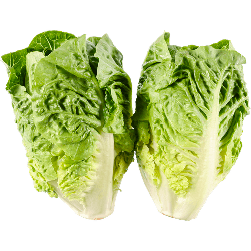 Foto van Bio+ Mini romaine op witte achtergrond