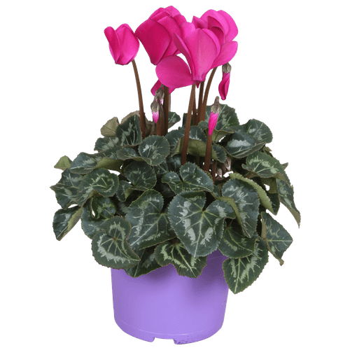 Foto van DekaMarkt Cyclaam op witte achtergrond