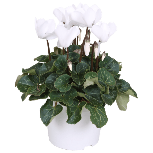 Foto van DekaMarkt Cyclaam op witte achtergrond