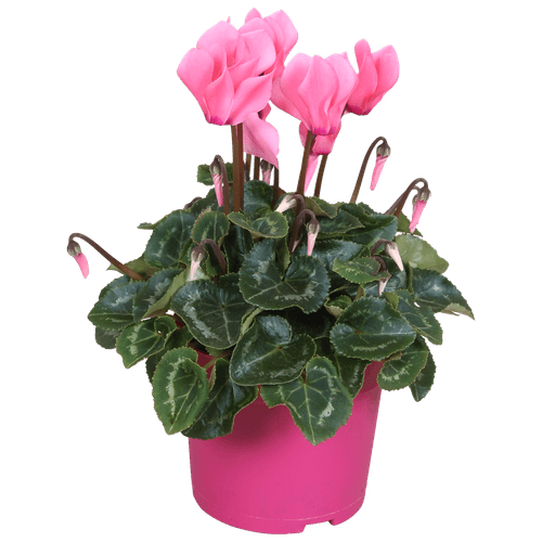 Foto van DekaMarkt Cyclaam op witte achtergrond