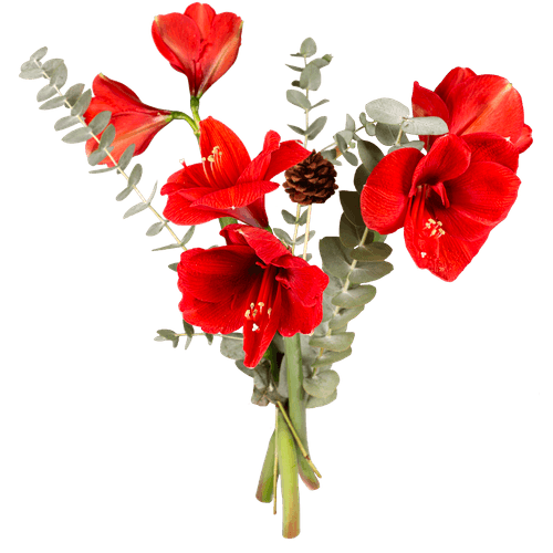 Foto van Boeket amaryllis op witte achtergrond