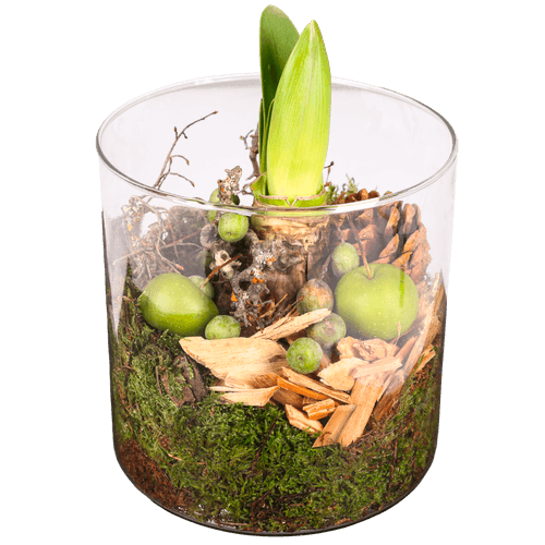 Foto van Arr. amaryllis in cilinderglas op witte achtergrond