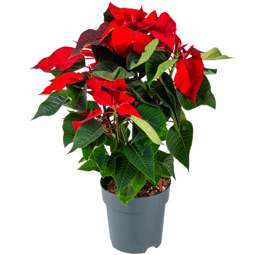 Foto van Kerstster Potmaat 15 cm. op witte achtergrond