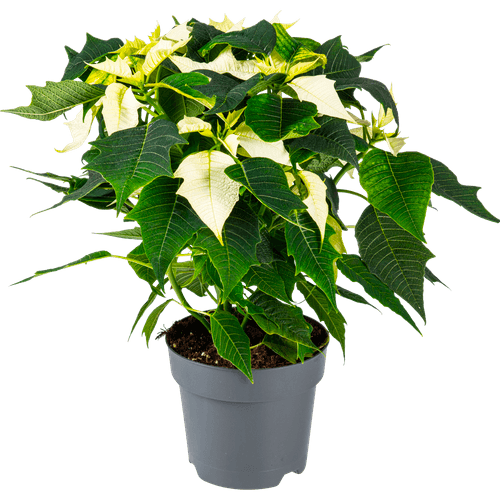 Foto van Kerstster Potmaat 15 cm. op witte achtergrond