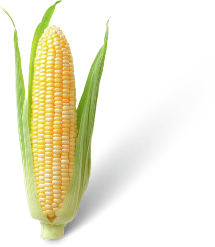 Foto van Suikermais op witte achtergrond