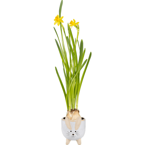 Foto van Arrangement met narcis op witte achtergrond