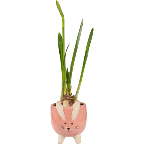 Foto van Arrangement met narcis op witte achtergrond