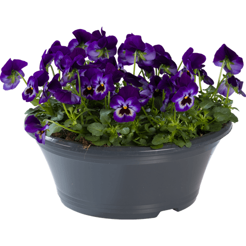 Foto van Violen schaal potmaat 23 cm. op witte achtergrond