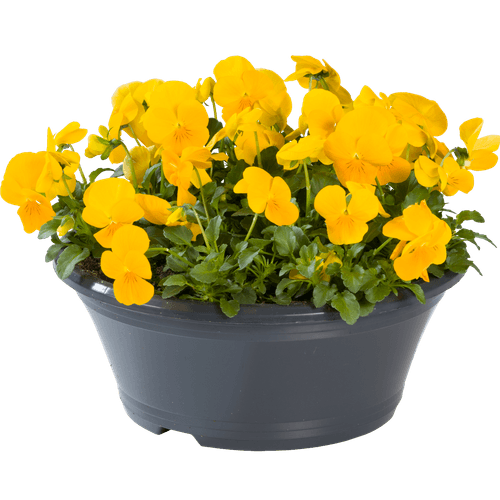 Foto van Violen schaal potmaat 23 cm. op witte achtergrond