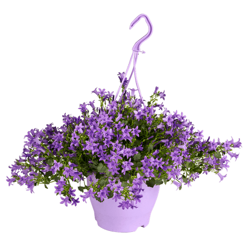 Foto van Campanula hangplant p19 op witte achtergrond