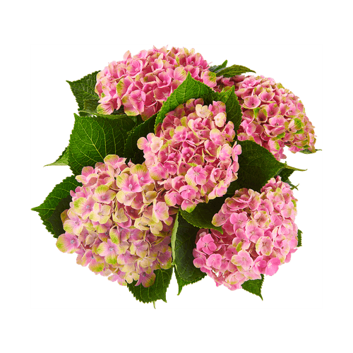 Foto van Tuinhortensia potmaat 19 cm op witte achtergrond