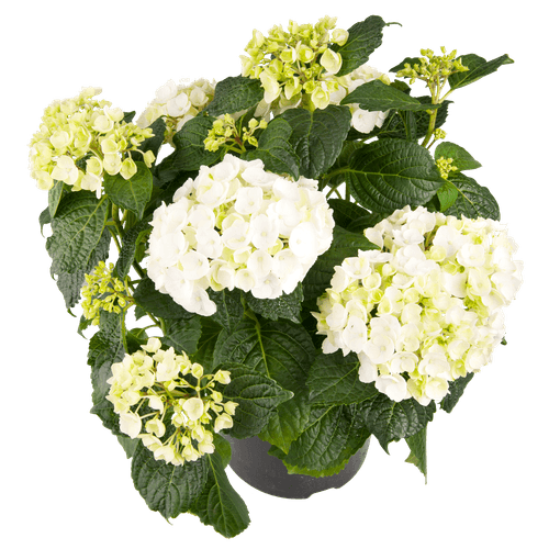 Foto van Tuinhortensia potmaat 19 cm op witte achtergrond